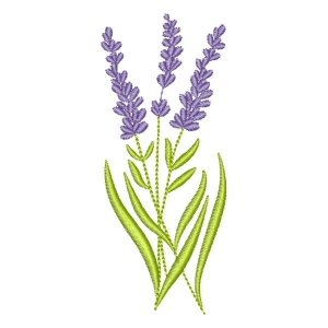 Lavanda