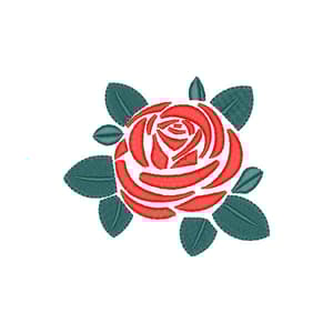  Rosa