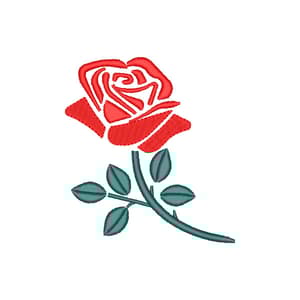  Rosa
