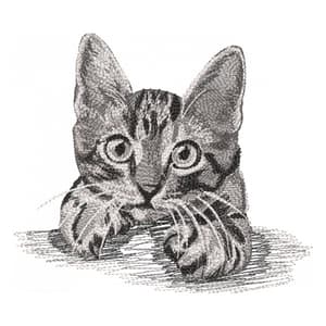 Gato curioso (Realístico)