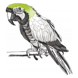 Arara Noble (Realístico)